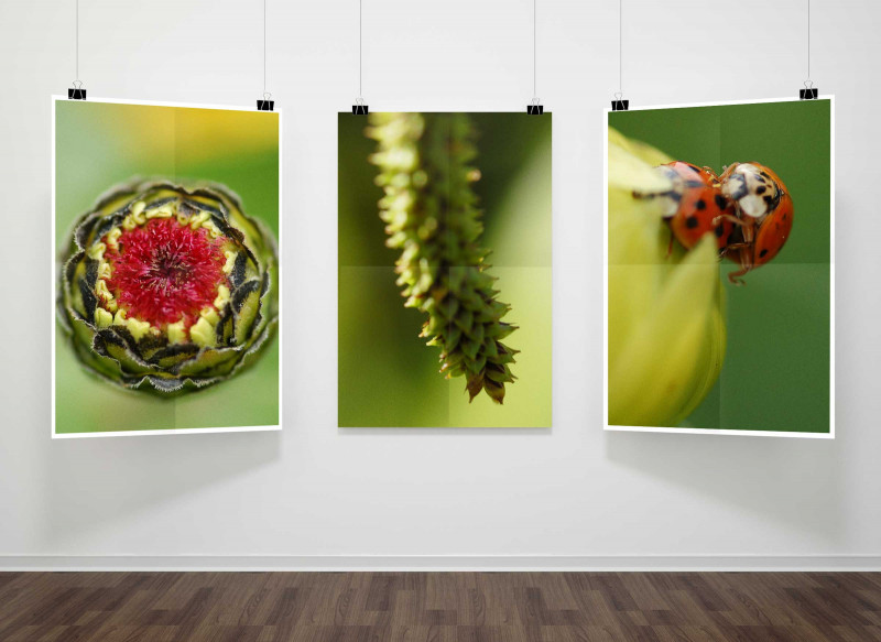 Fotografien Blüte und Junikäfer