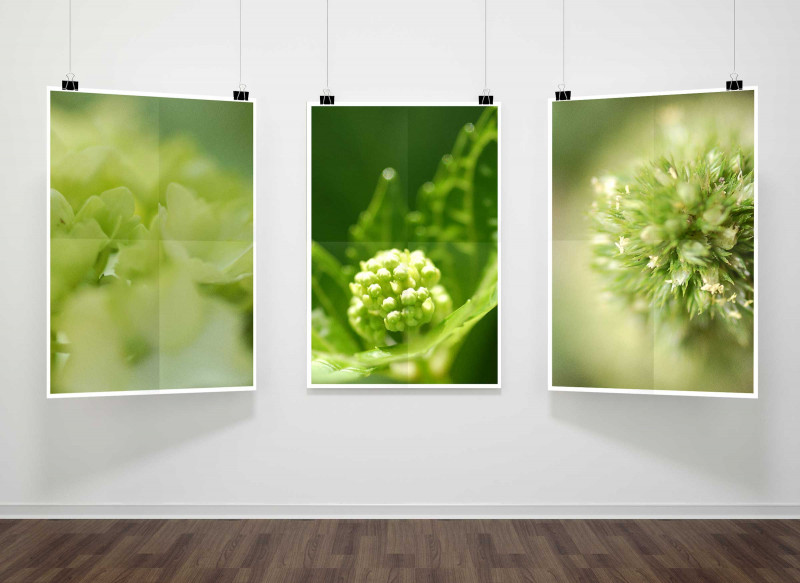 Fotografien von Blüten und Blumenknospe