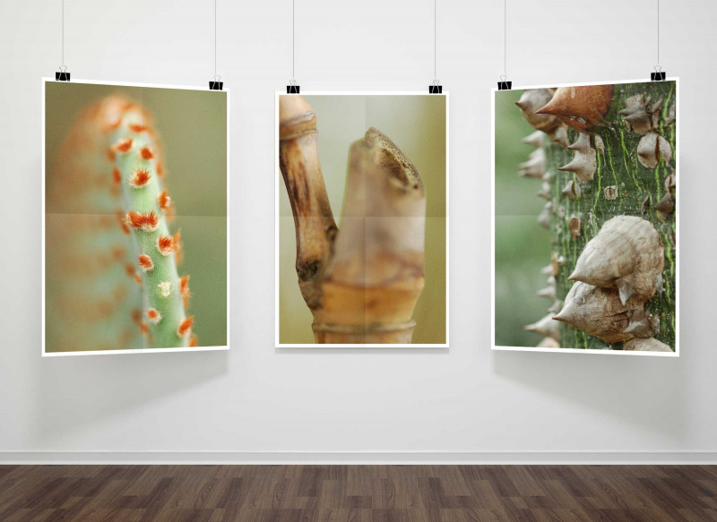 Fotografien von Kakteen und Stacheln